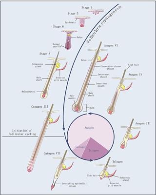 Identification of Genes Related to Hair Follicle Cycle Development in Inner Mongolia Cashmere Goat by WGCNA